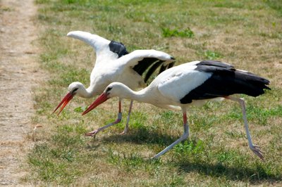 Battle for bread_4820956607_l.jpg